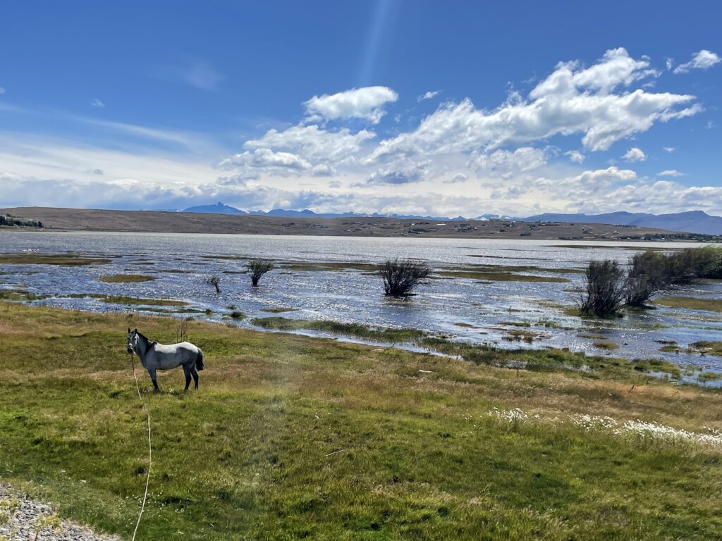 Laguna Nimez in El Calafate