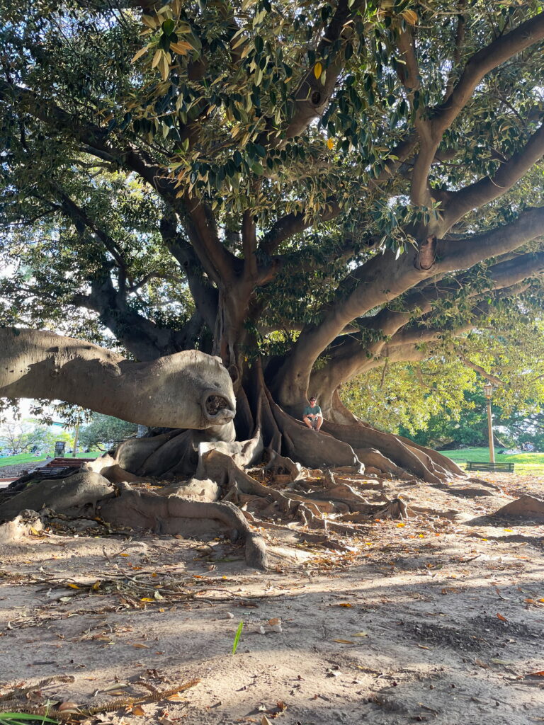 El Gran Gomero rubber tree in Recoleta, Buenos Aires