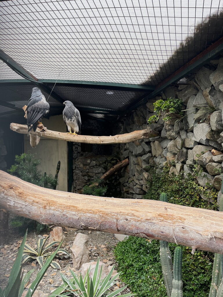 Eagles at Pumapungo Bird Sanctuary