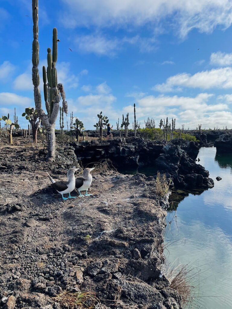 Blue Footed Boobies at Los Tuneles - one of the best tours to do in the Galapagos without a cruise