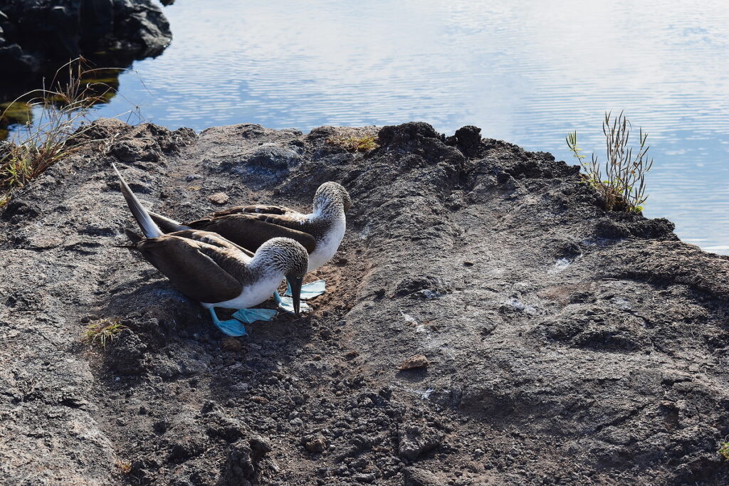 Blue footed Boobies in Los Tuneles, Galapagos