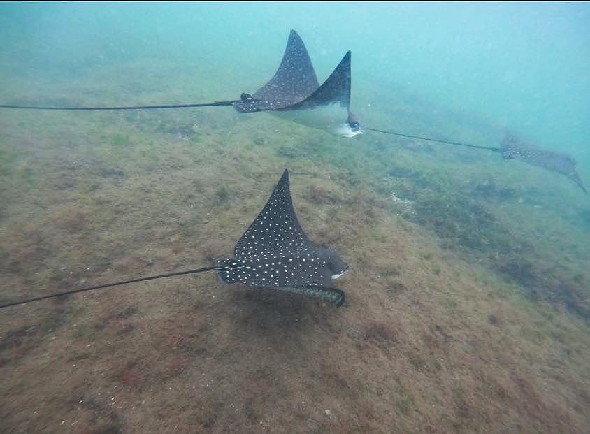 Stingrays under water