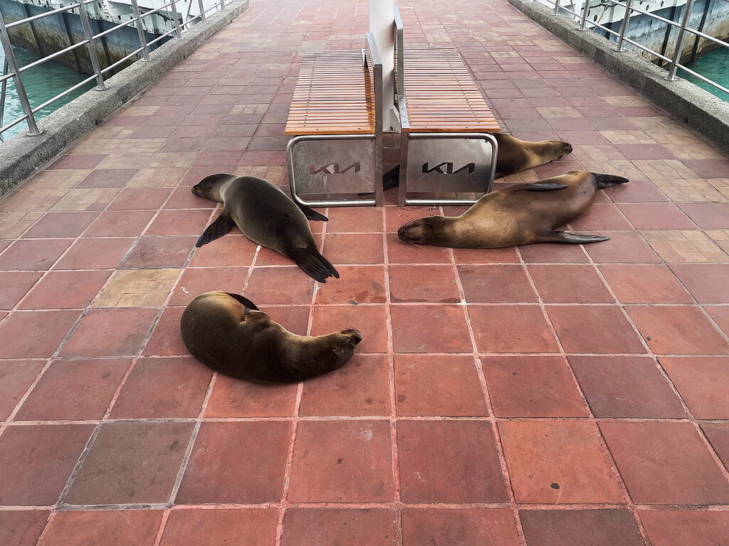 Sa Lions on the dock in Santa Cruz