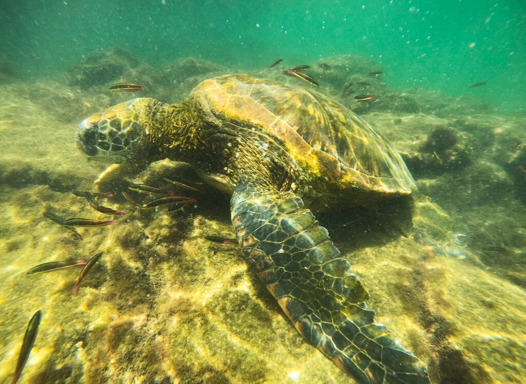 Sea Turtle underwater