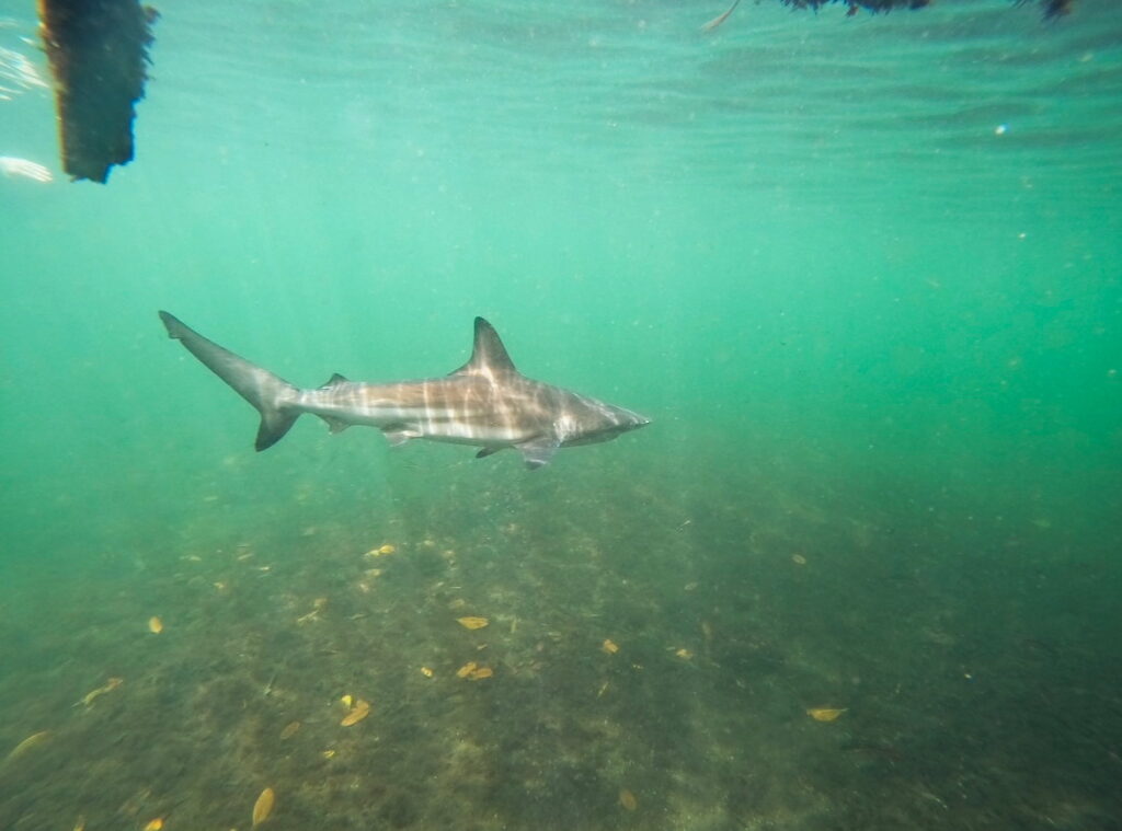 Black Tip Shark in Galapagos