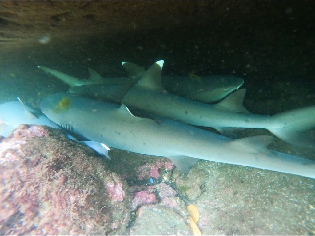 Tintorera sharks